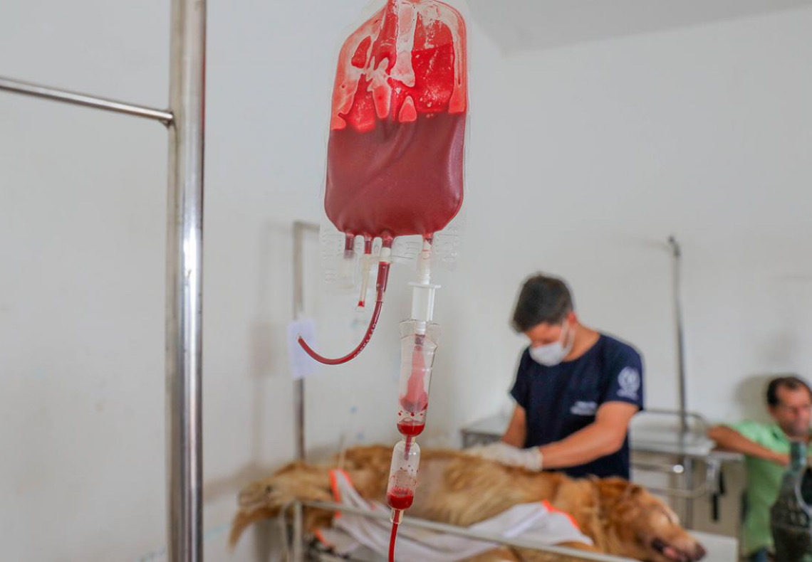 Doação de sangue no Serviço Veterinário Público salva a vida de pets