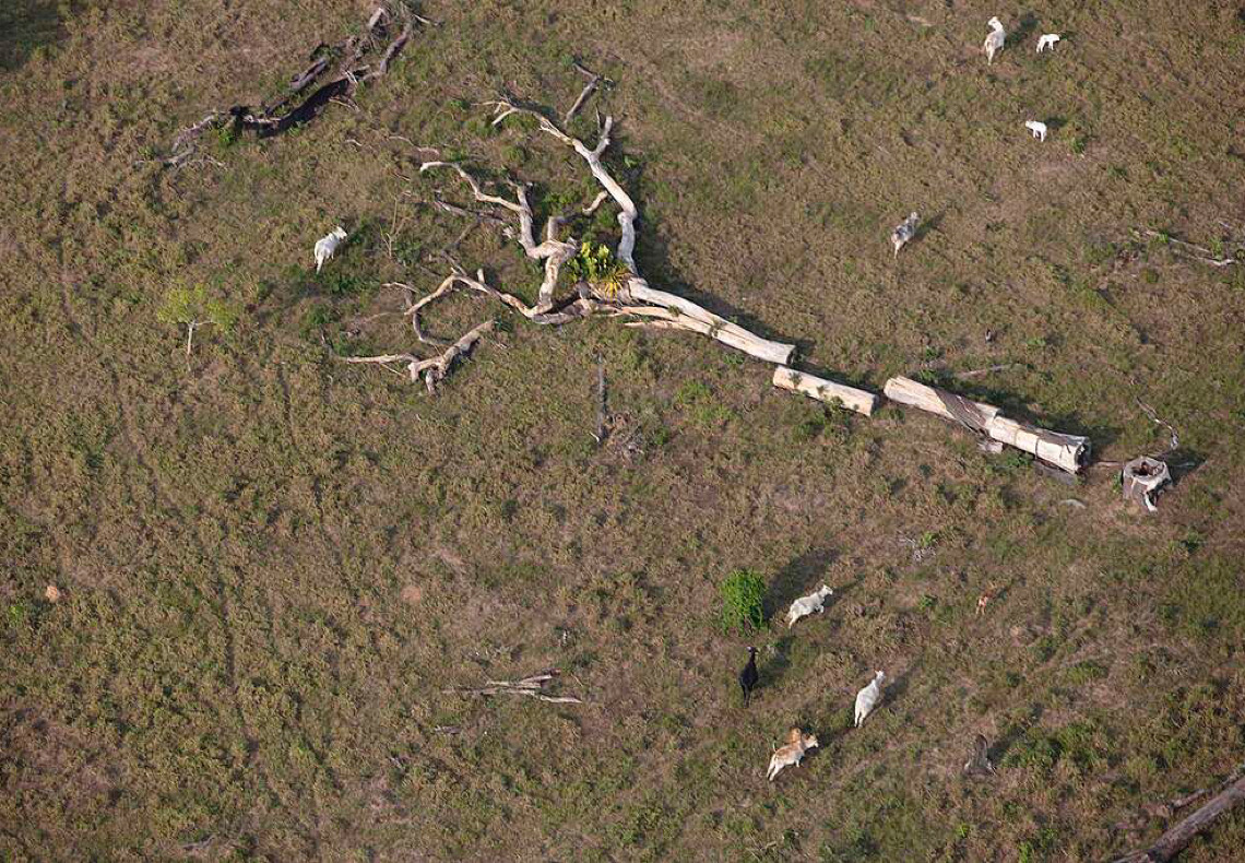 Crédito financia 21 mil fazendas que avançam por floresta e banca desmate em área indígena, diz Greenpeace