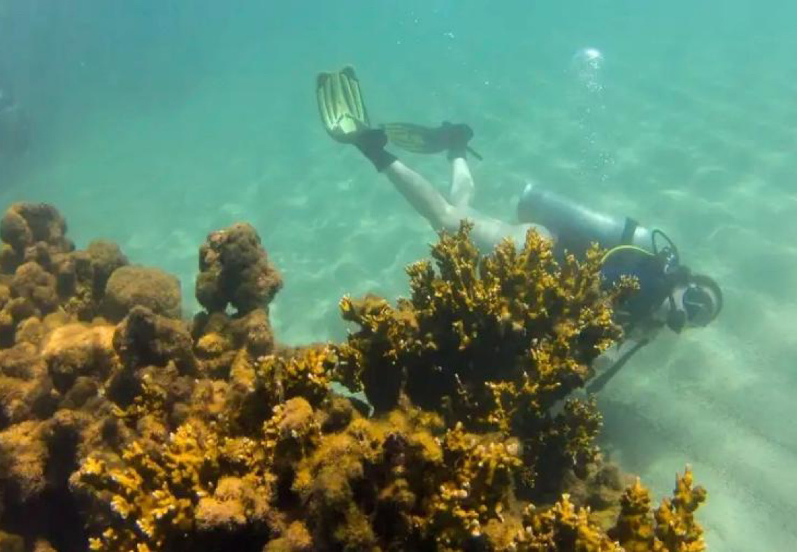 Branqueamento de corais da costa brasileira é detectado por pesquisadores