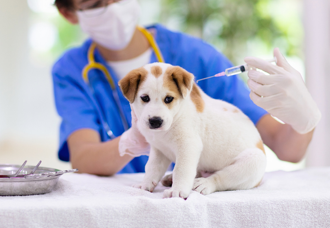 Quais vacinas são essenciais para cachorro filhote?