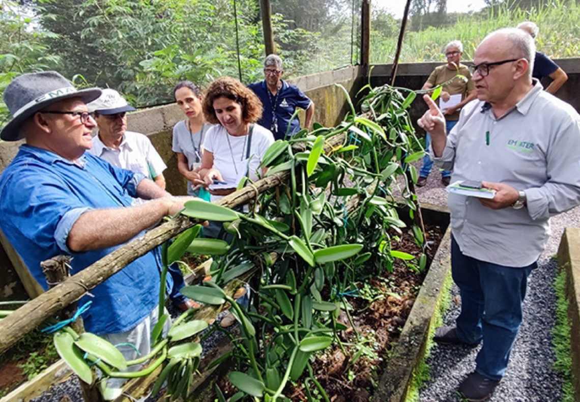 Instituições e produtores rurais se unem para desenvolver a produção de baunilha no Cerrado