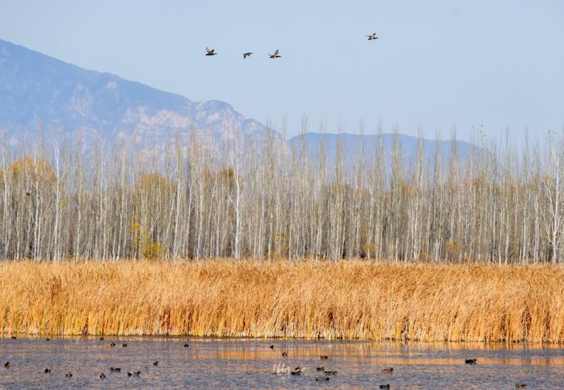 Beijing registra aumento de espécies de vida selvagem terrestre