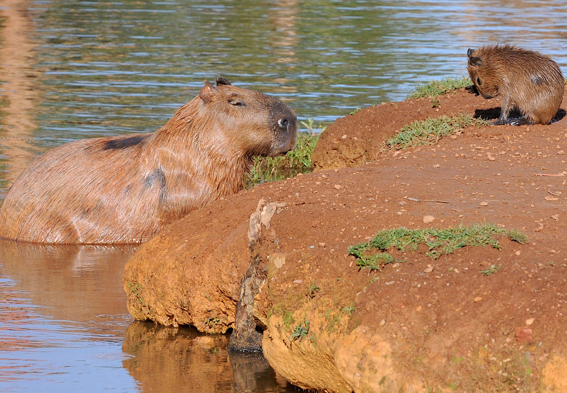 Consulta pública sobre monitoramento de capivaras do Lago Paranoá é aberta