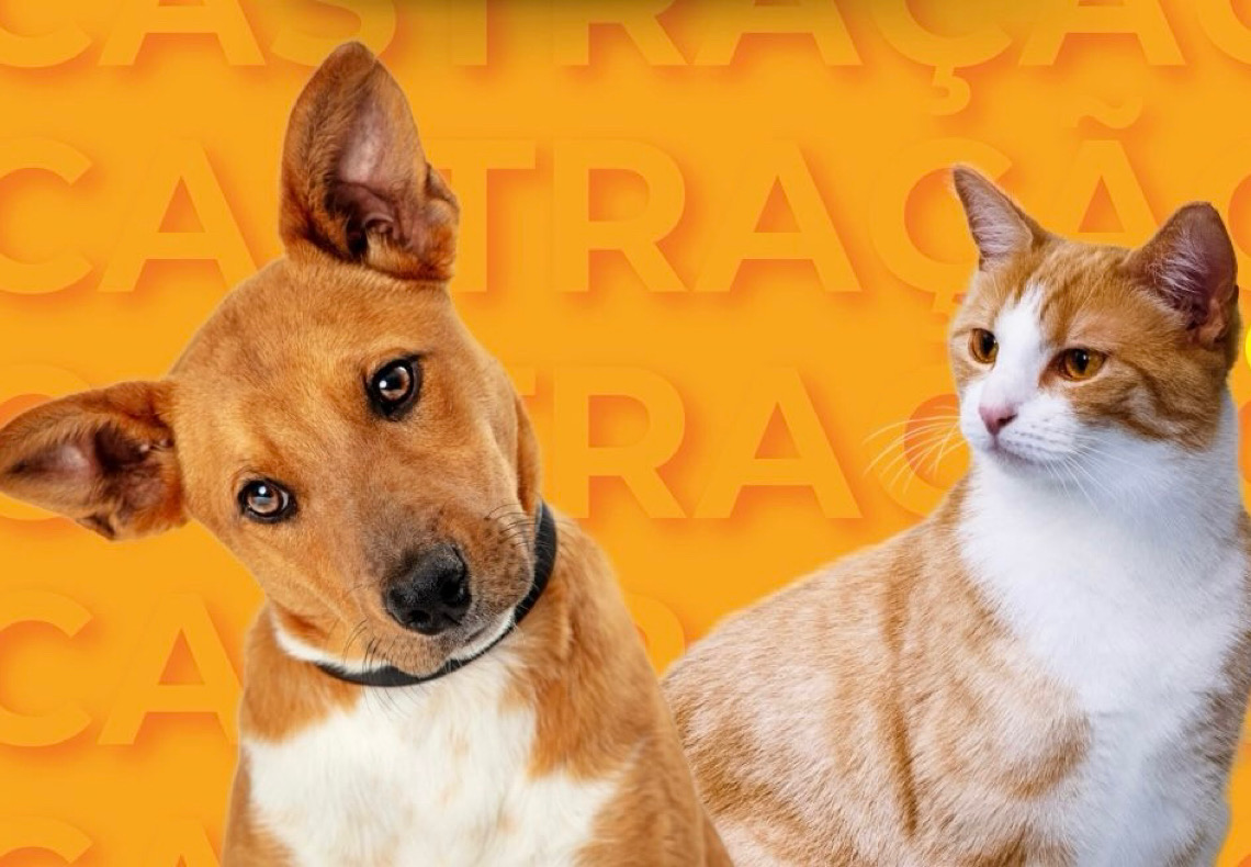 Campanha mensal de castração gratuita do Governo do DF beneficiará 2 mil pets