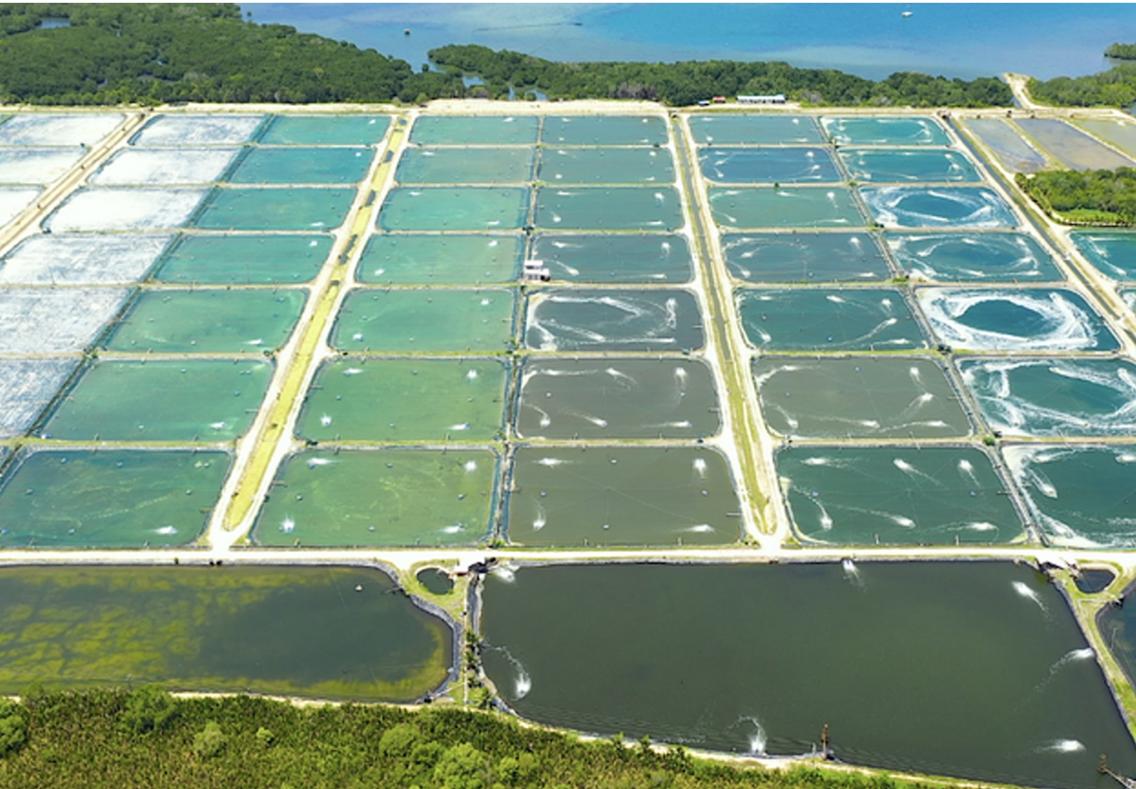 Brasil conquista 2 novos mercados para pescados na Índia