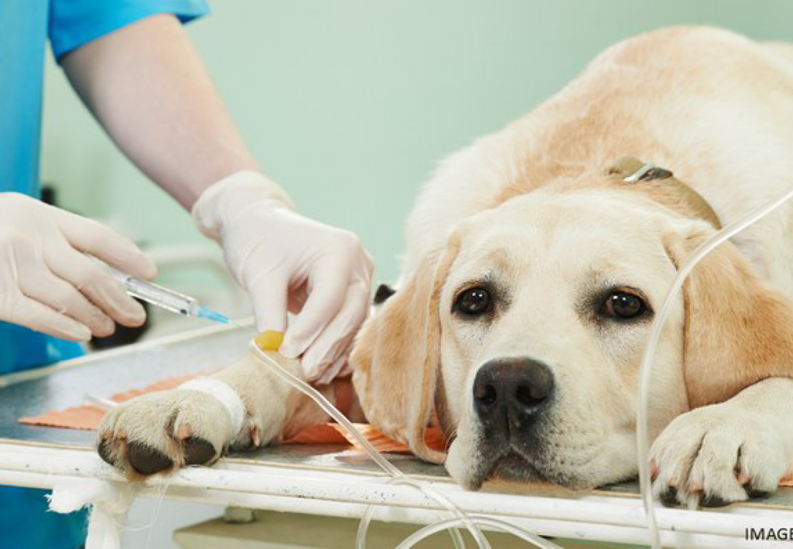 Tutora deve ser indenizada por inseminação de cachorra sem consentimento