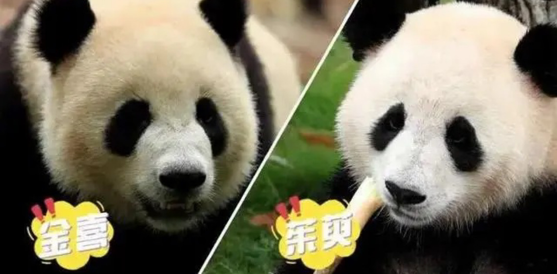 Dois Pandas gigantes rumaram a Madrid em sinal de amizade bilateral