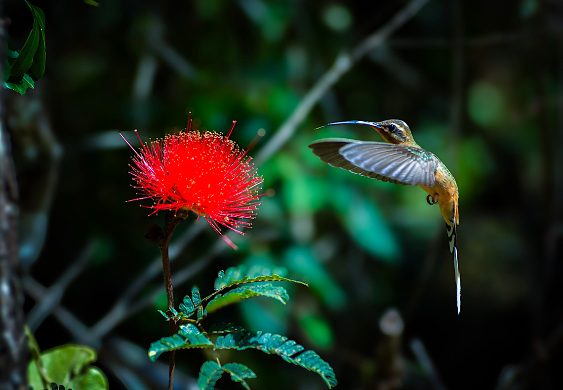 Você sabe o que a área da Fauna do Jardim Botânico de Brasília faz?
