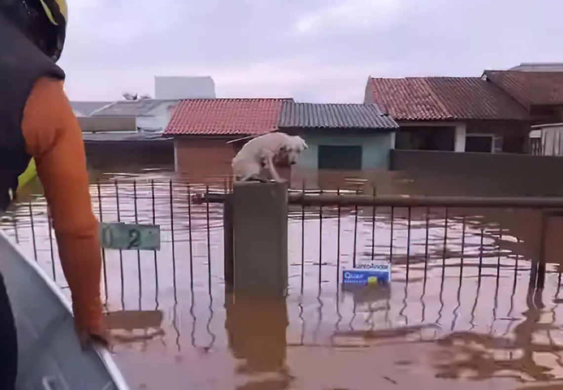 Pelo menos 3,5 mil animais ilhados pela chuva foram resgatados no RS
