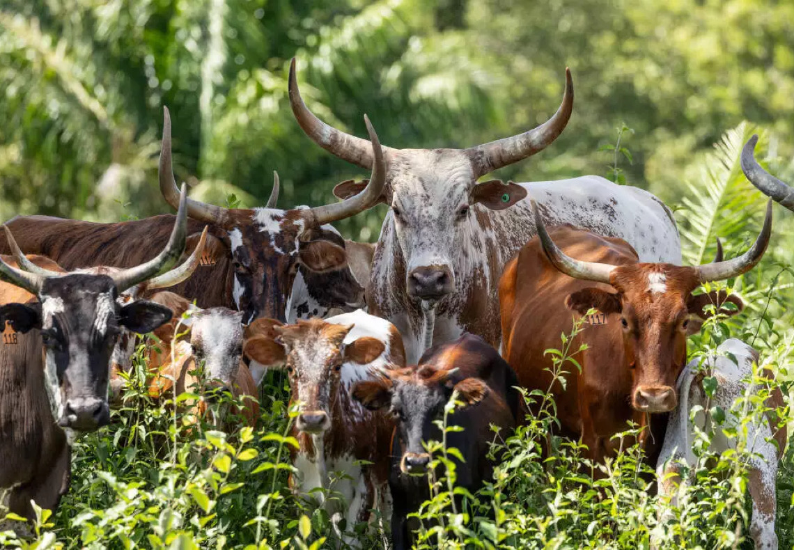 Projeto de pesquisa genética tenta salvar bois pantaneiros da extinção e dobrar a população atual