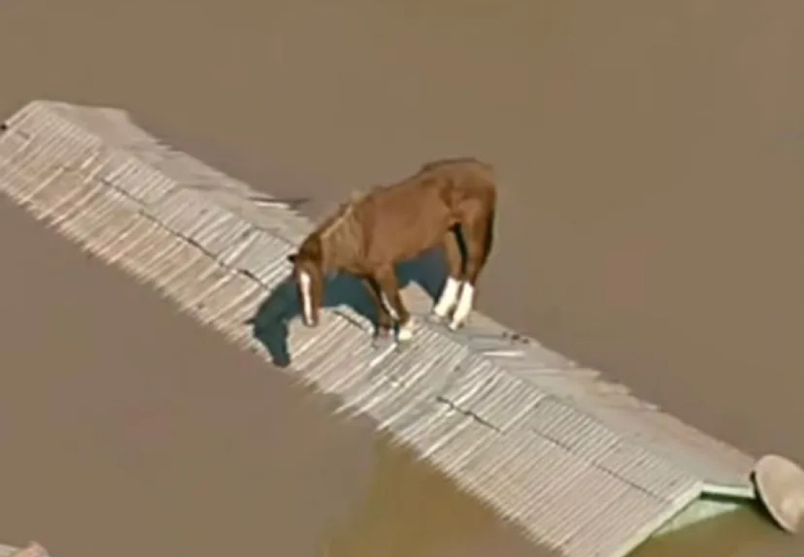 Por Matheus Leitão; O que o resgate do cavalo Caramelo revela sobre o Brasil