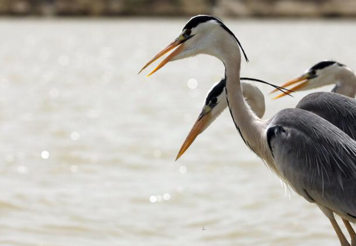 Dia Mundial das Aves Migratórias destaca importância dos insetos