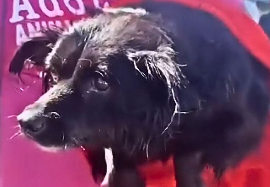 Cachorro salvo de enchente no RS fica 