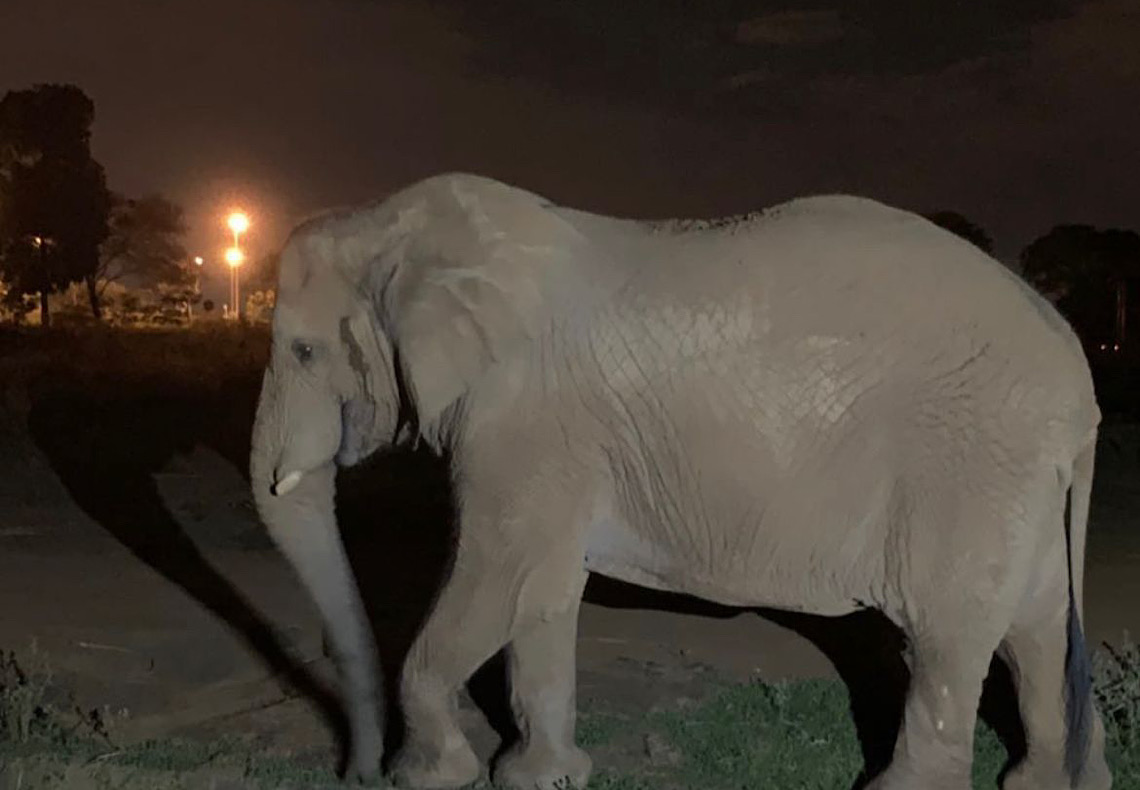 Passeio noturno do Zoológico de Brasília está de volta, a partir do dia 21