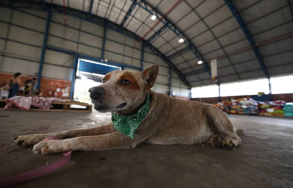 Microchipagem e perfis nas redes sociais tentam ajudar tutores a encontrar pets perdidos no RS