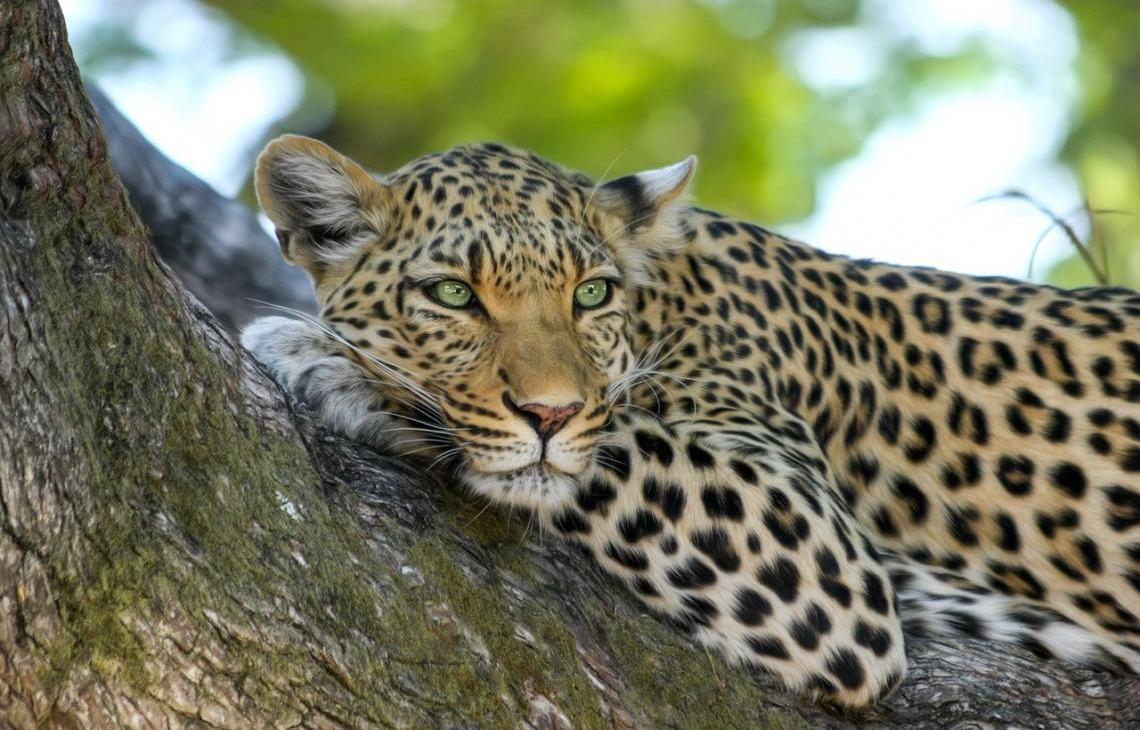 Tráfico de vida selvagem causa danos “incalculáveis” à natureza, afirma ONU