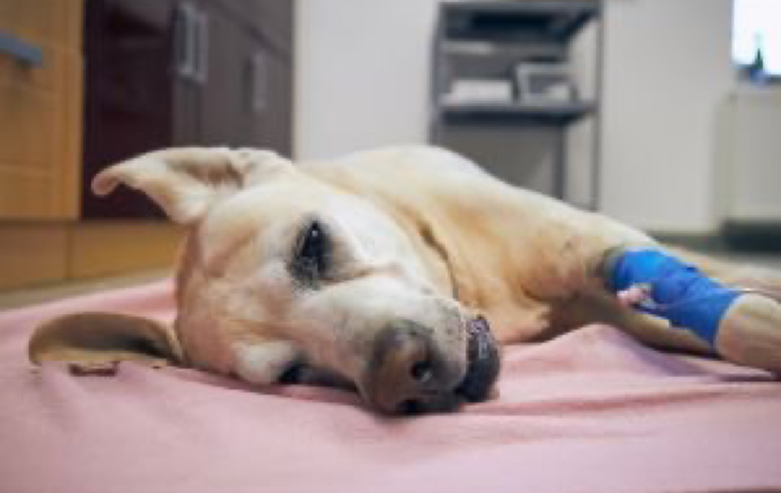 Animais resgatados; Dicas para cuidar e adotar pets vítimas de enchentes