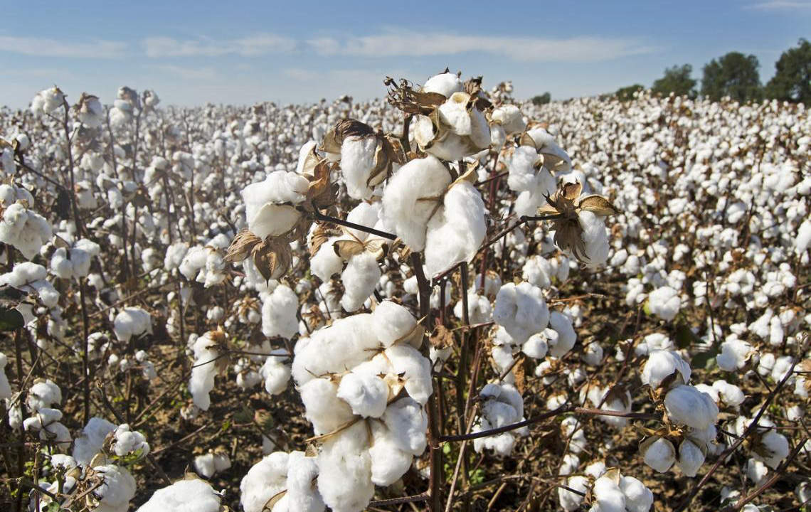 Governo moçambicano subsidia algodão para estabilizar preços e ajudar agricultores