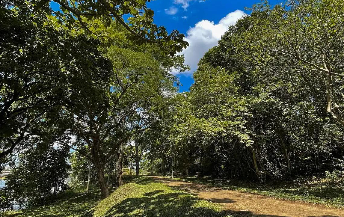 Prorrogadas inscrições para pesquisa sobre produtos florestais não madeireiros