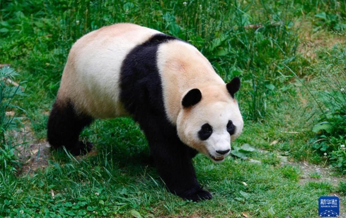 Panda gigante "Fu Bao" retorna à China e tem nova vida em Wolong