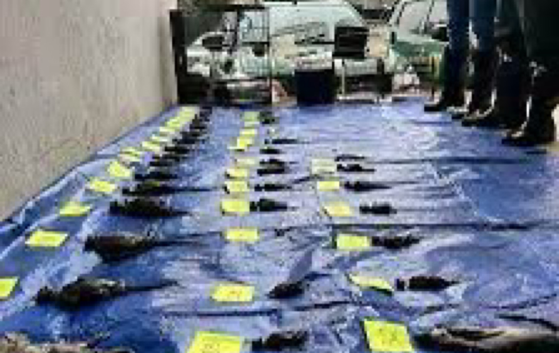 Defensoria do RS cobra R$ 50 mi da Cobasi após morte de 40 animais