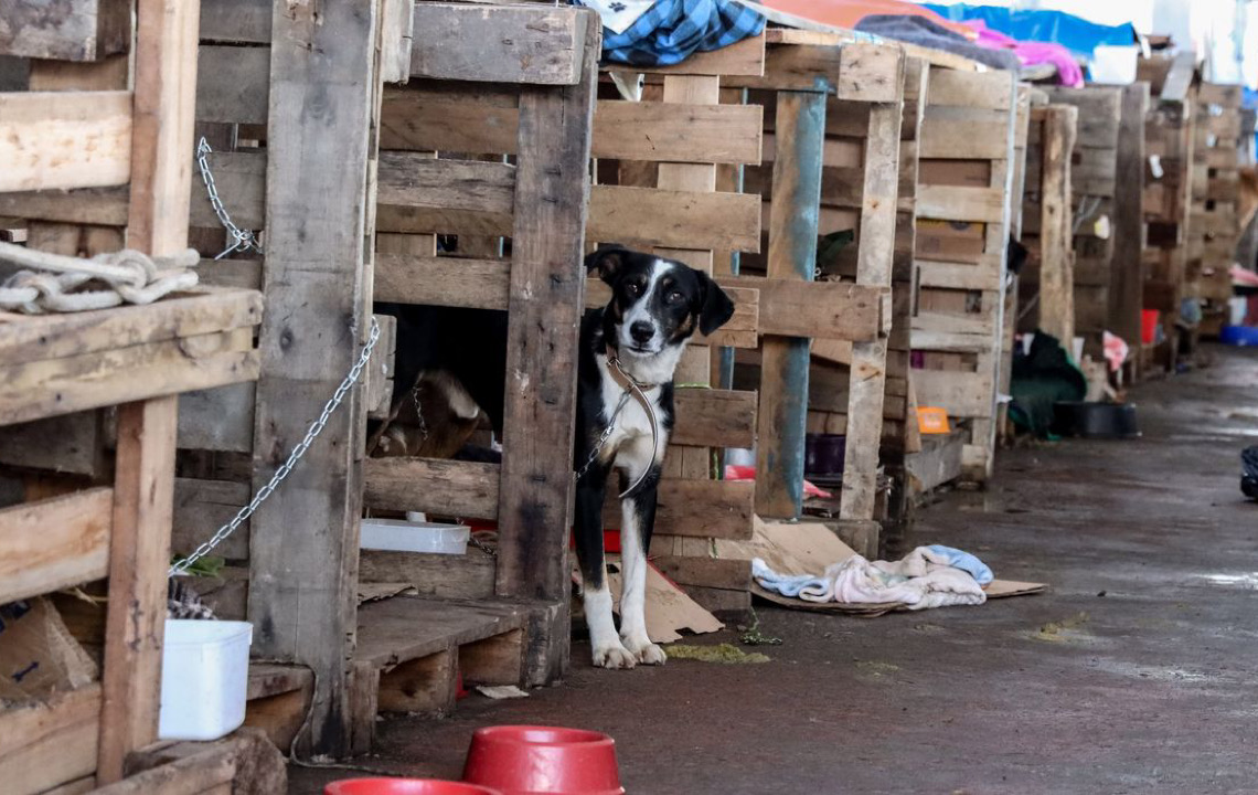 Governo do Rio Grande do Sul lança plano de ajuda a animais