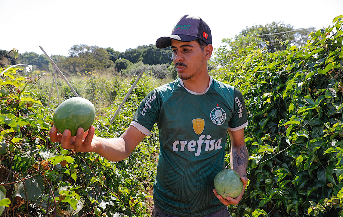 Técnica inovadora amplia capacidade de produção de hortaliças no Distrito Federal