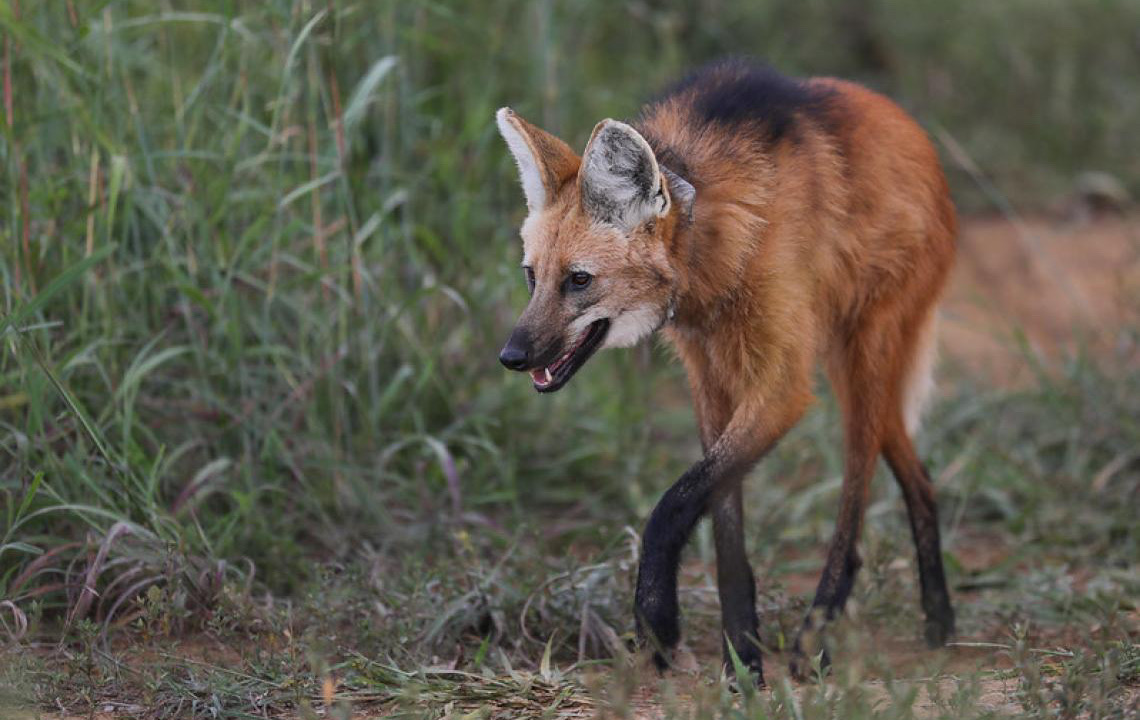 Mais de 1,5 mil animais silvestres já foram resgatados em estradas do DF em 2024