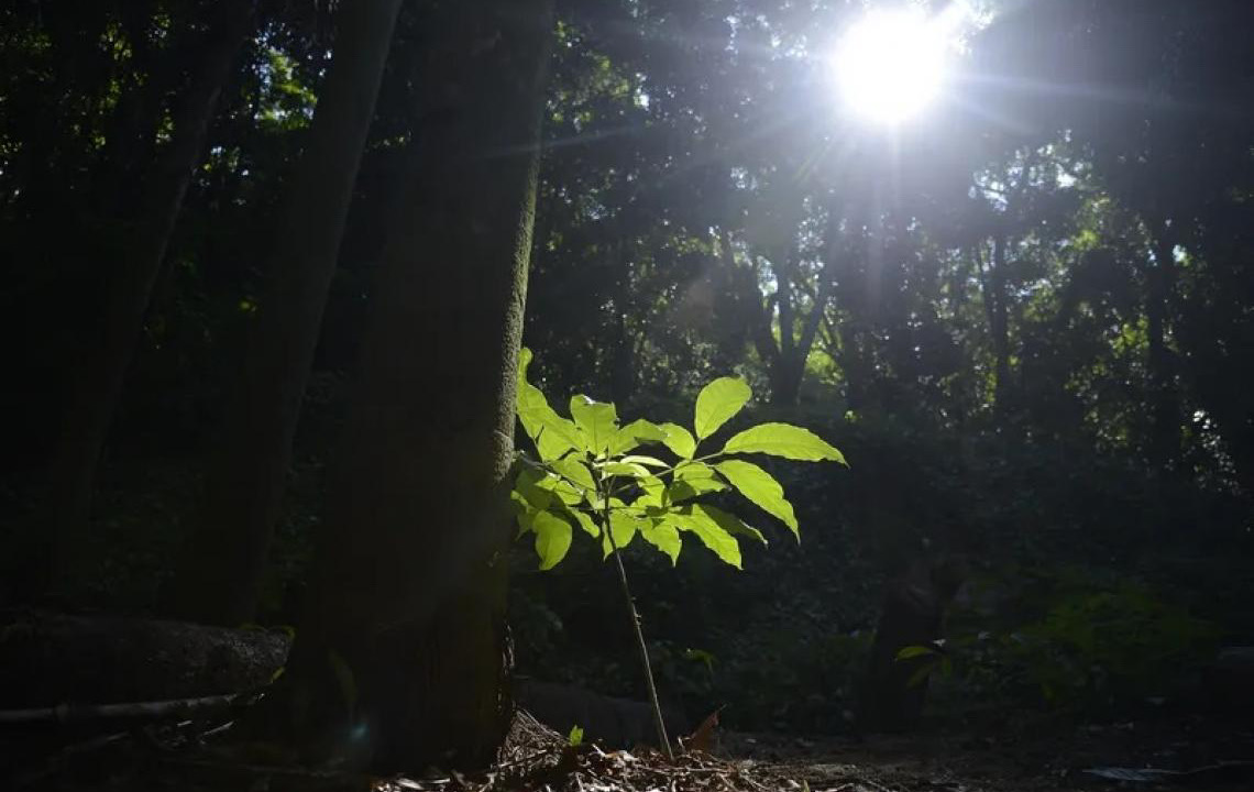 Carta das Agroflorestas e Soluções apresenta propostas para reconstruir o Estado