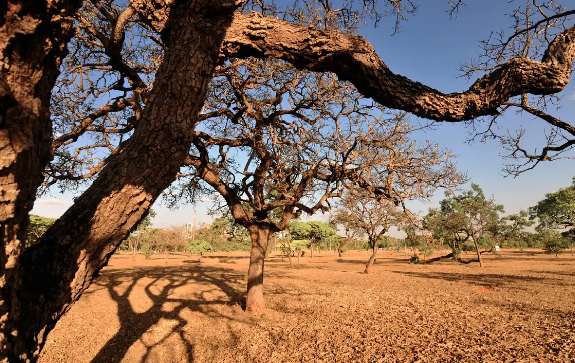 Dia do Meio Ambiente destaca ações de enfrentamento à desertificação