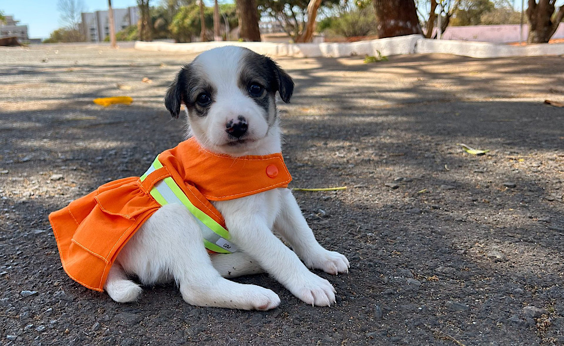 Projeto Cata Pata volta a promover resgate e adoção de cães