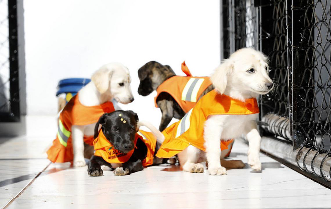 Reinaugurado, Cata-Pata resgata e dá novos lares a cães abandonados em unidades do SLU