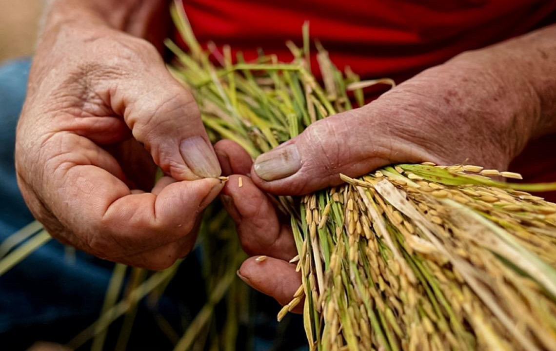 Debate acirrado no mercado: A falsa polêmica da importação de arroz