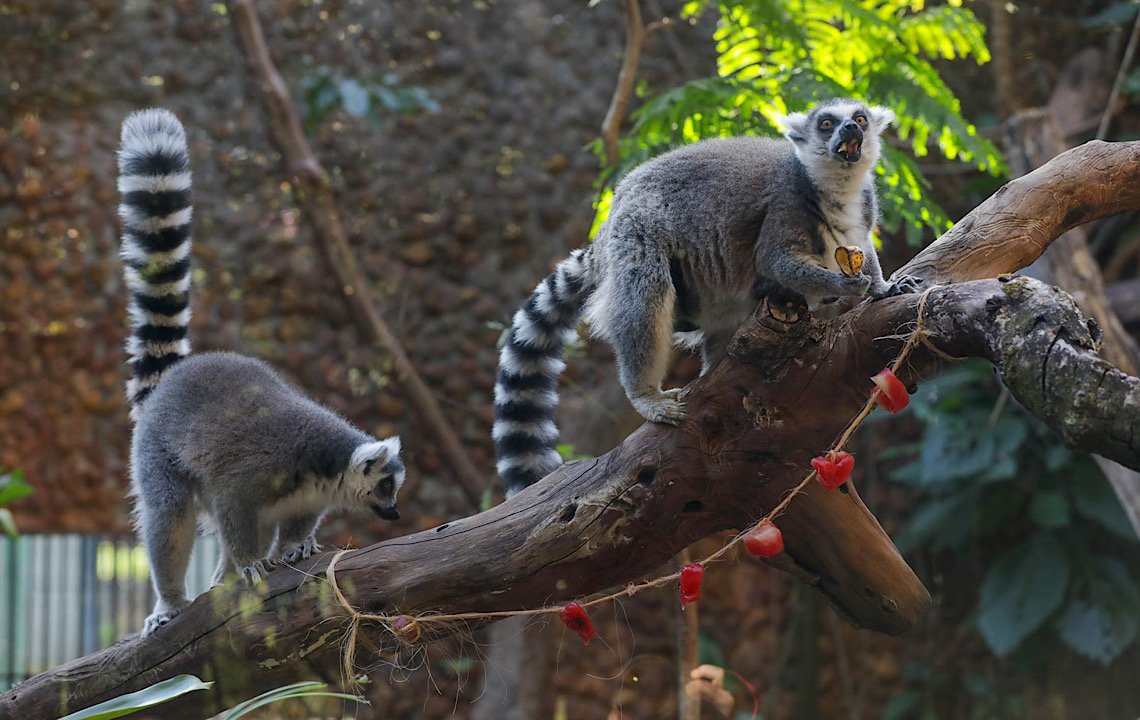 O amor está no Zoo: Equipes fazem ações temáticas de Dia dos Namorados para animais