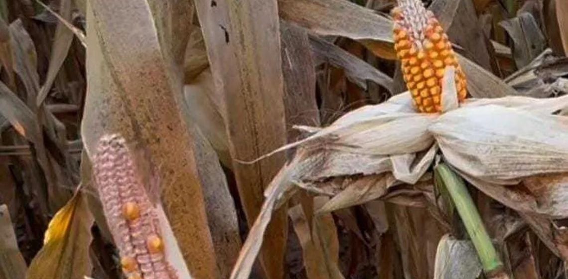 Causa da anomalia da espiga presa no milho intriga especialistas - Sou Agro
