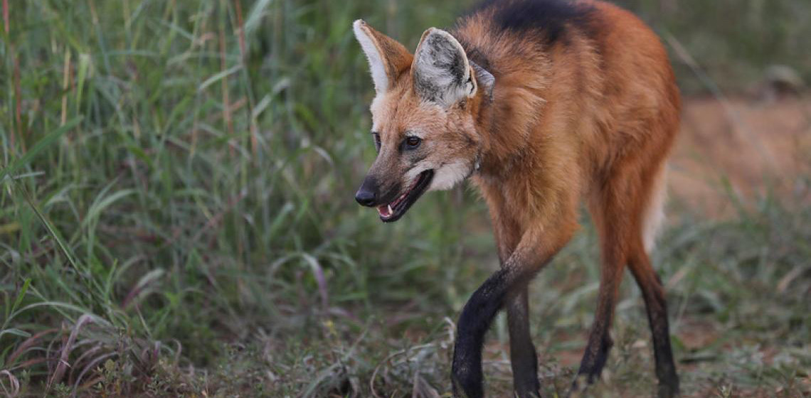 Pontos de passagem ajudam animais a atravessar rodovias do DF