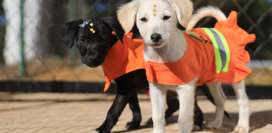 Projeto Cata-Pata promove primeira Feira de Adoção Responsável de Cães
