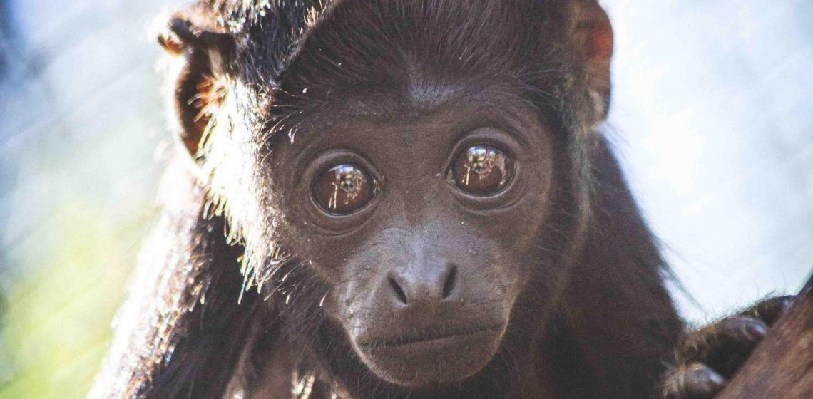 Zoo abre enquete para escolher nome de filhote de bugio-de-mãos-ruivas
