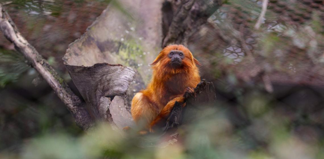 Primeira festa junina do Zoológico de Brasília terá quadrilha e comidas típicas