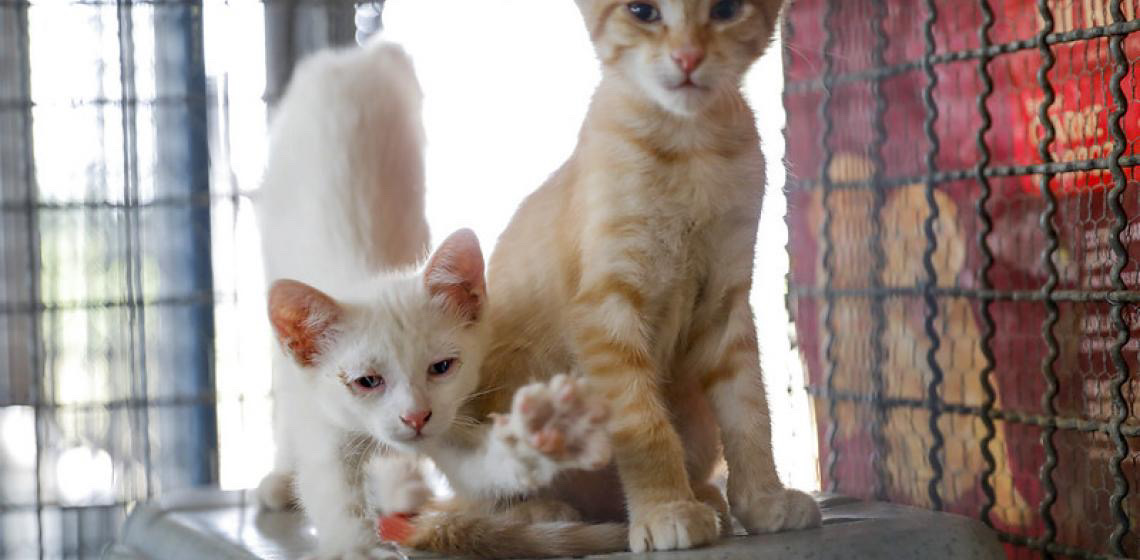 Mais de 55,4 mil cães e gatos foram castrados por meio dos programas do GDF