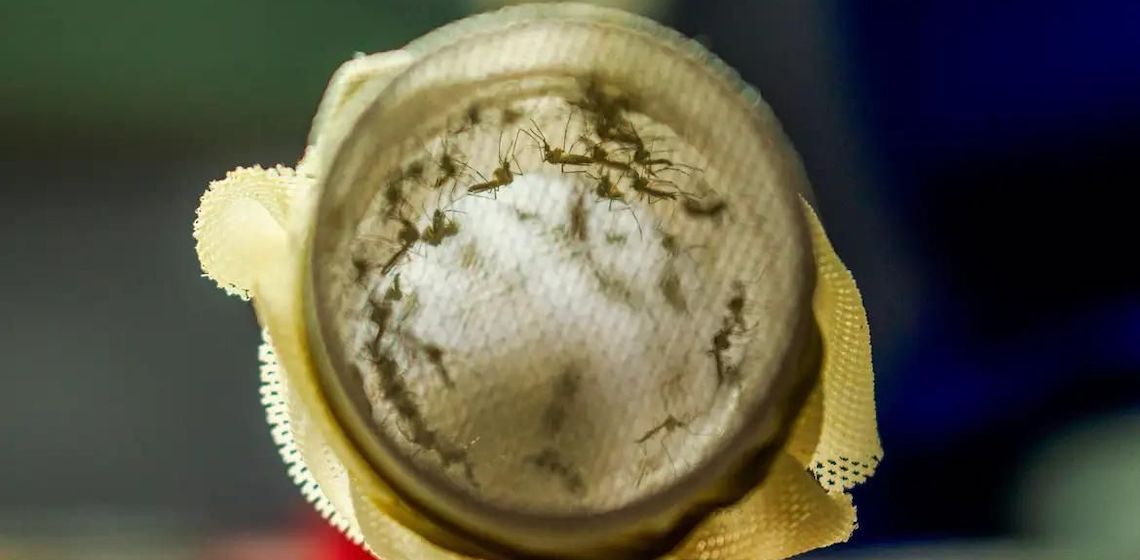 Joinville vai começar a usar bactéria wolbachia no combate à dengue