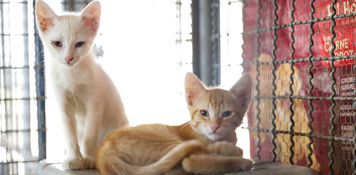 GDF atua para combater crime de maus-tratos contra os animais; veja como denunciar