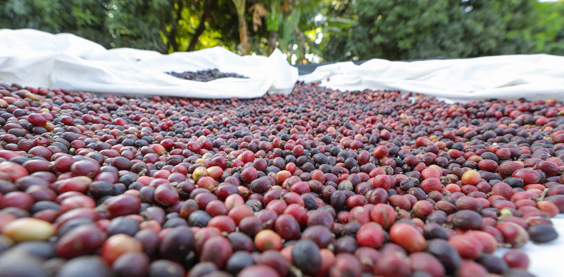 Cafeicultoras se unem para fortalecer cadeia produtiva do grão no DF