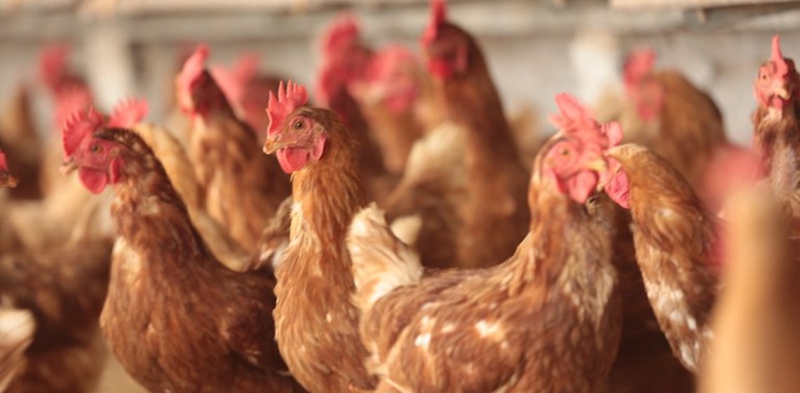 Ceará é destaque na produção de frango e suíno no 1º trimestre de 2024
