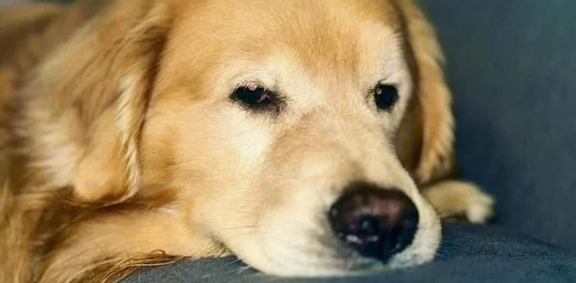 Cão Joca morreu em voo de volta para São Paulo, aponta inquérito policial