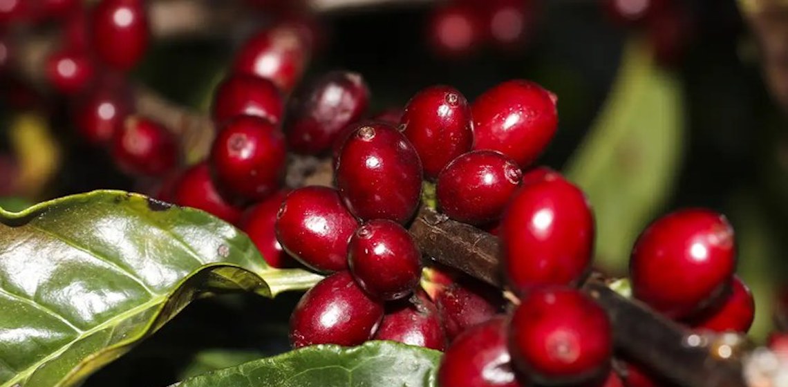 Exportação de café brasileiro bate recordes no melhor junho em 34 anos