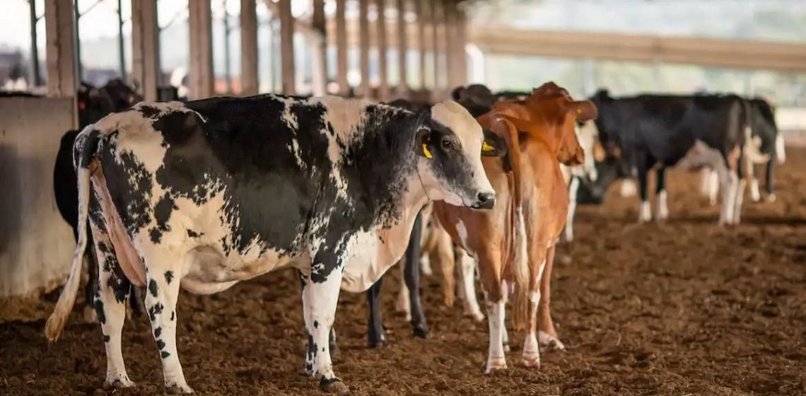 Receita investiga sonegação de quase R$ 1 bilhão em venda de gado