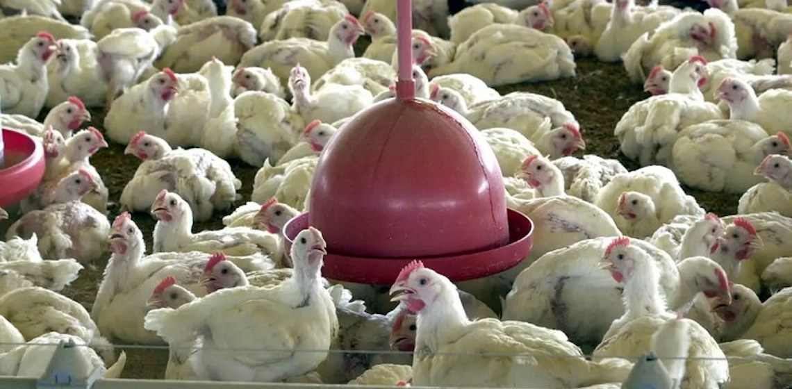 Brasil suspende exportações de carne de aves e seus produtos