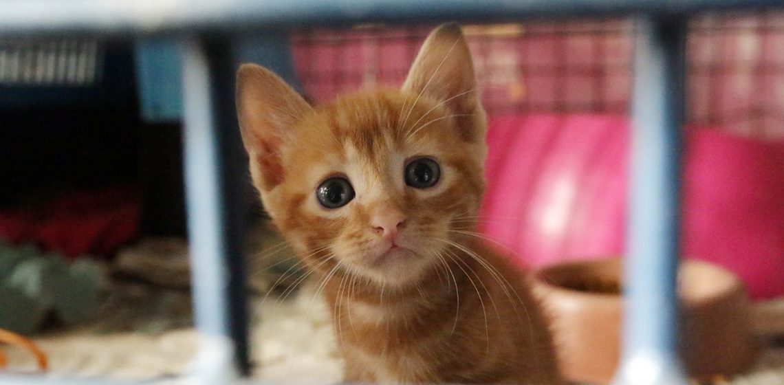 Nova legislação estabelece proteção legal para animais vítimas de maus-tratos