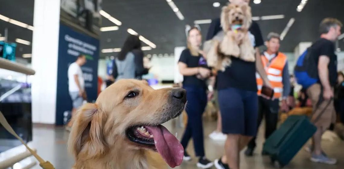 Convívio com animais traz benefícios à saúde física e mental do tutor
